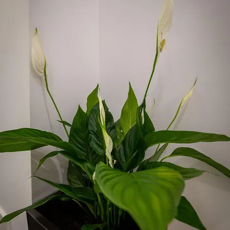 Apartment Flori